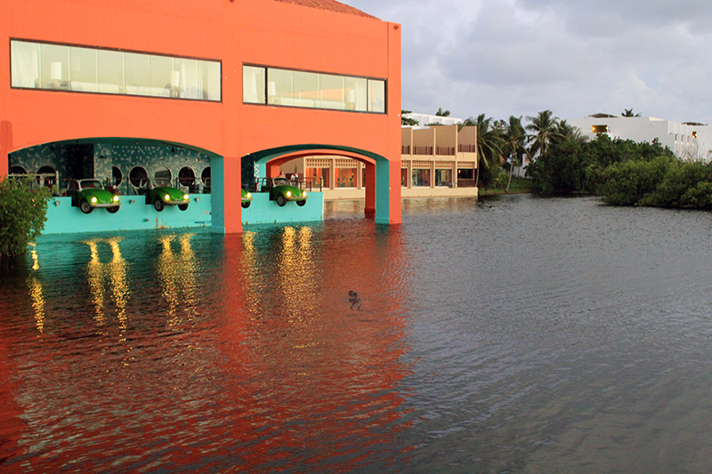 Crocodile au Club Med Cancun Yucatan