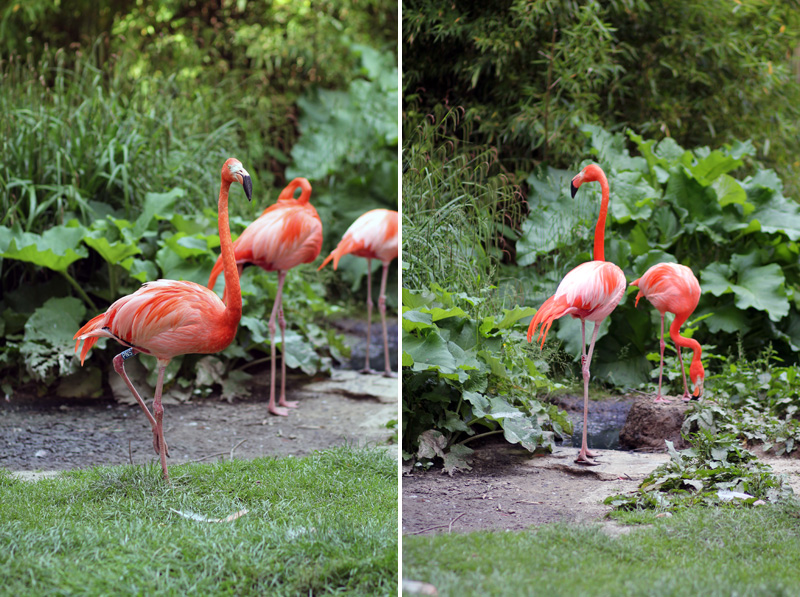 Flamands Roses