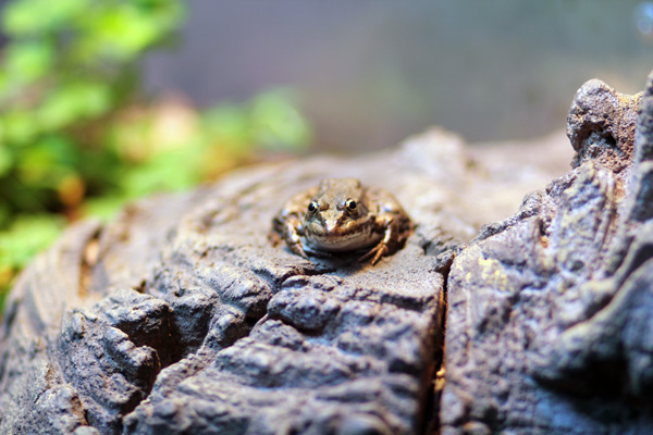 grenouille zoo de vincennes