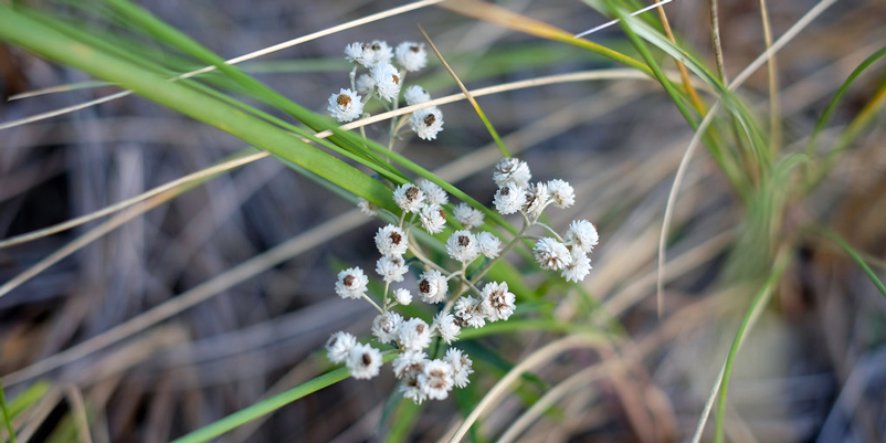 fleurs des champs