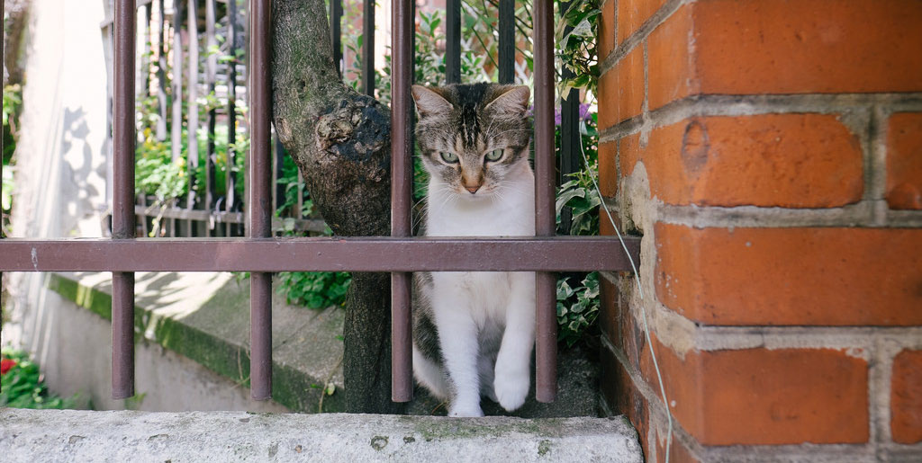 chat cité florale paris