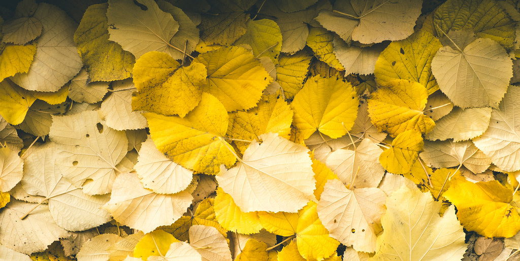 feuilles mortes jaunes