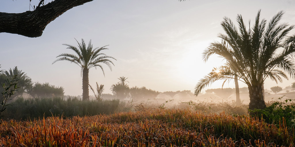 Royal Palm Beachcomber Marrakech