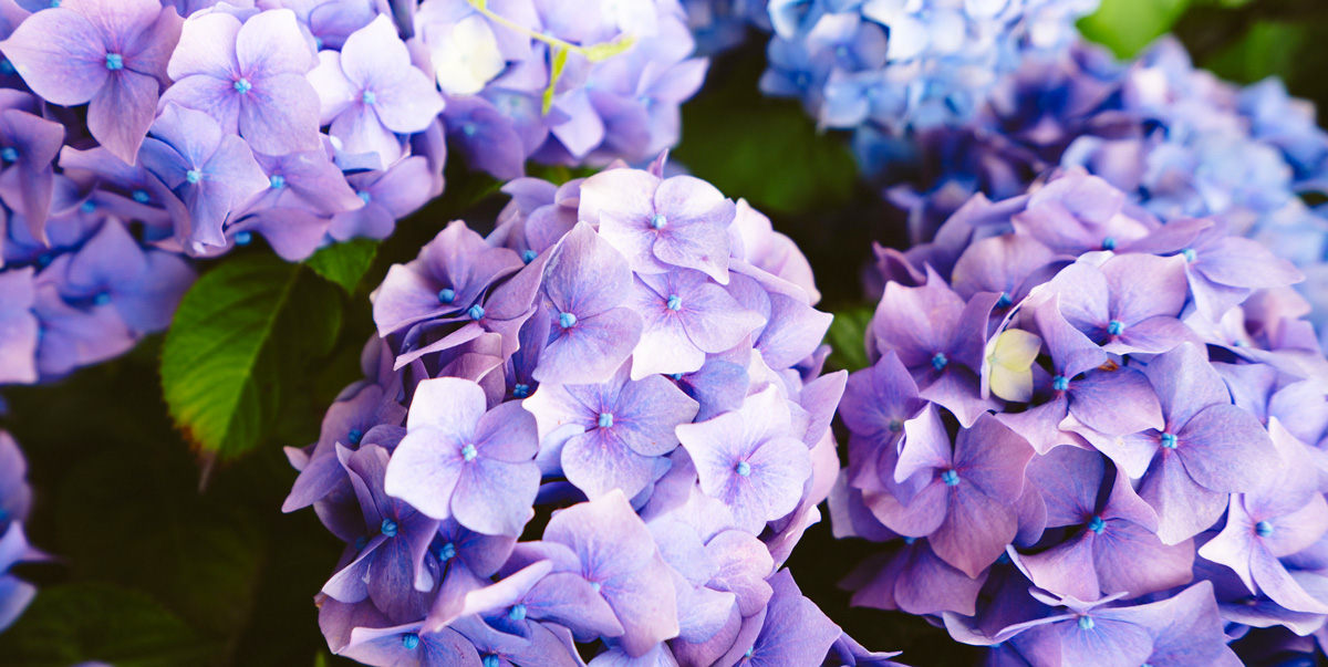 hortensias bretagne