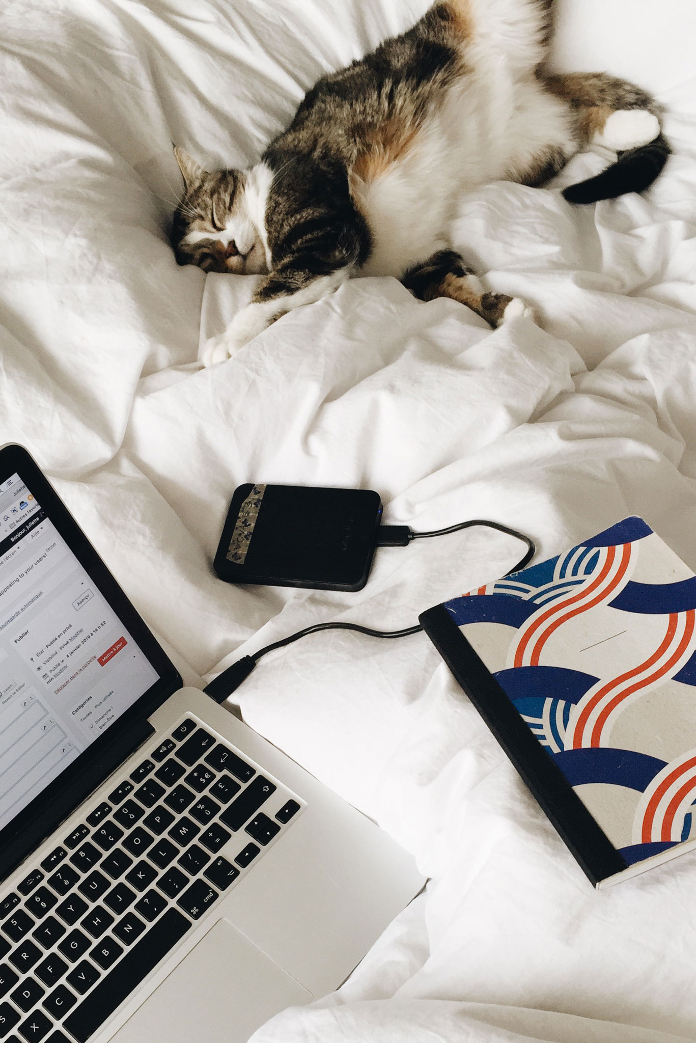 Sherlock le chat Sherlock le chat