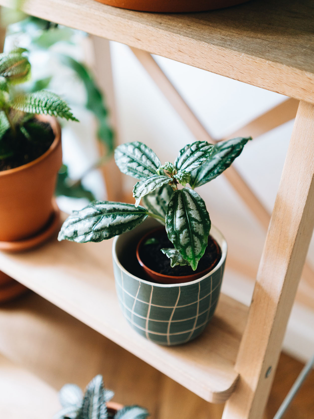 Pilea Cadierei