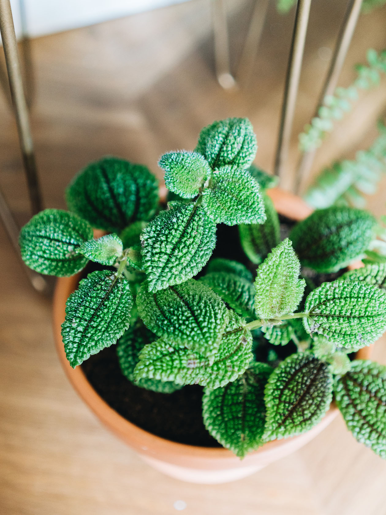 Pilea Involucrata