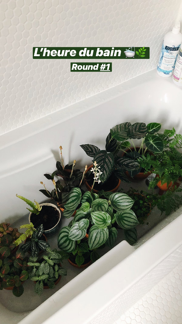 baignoire plantes