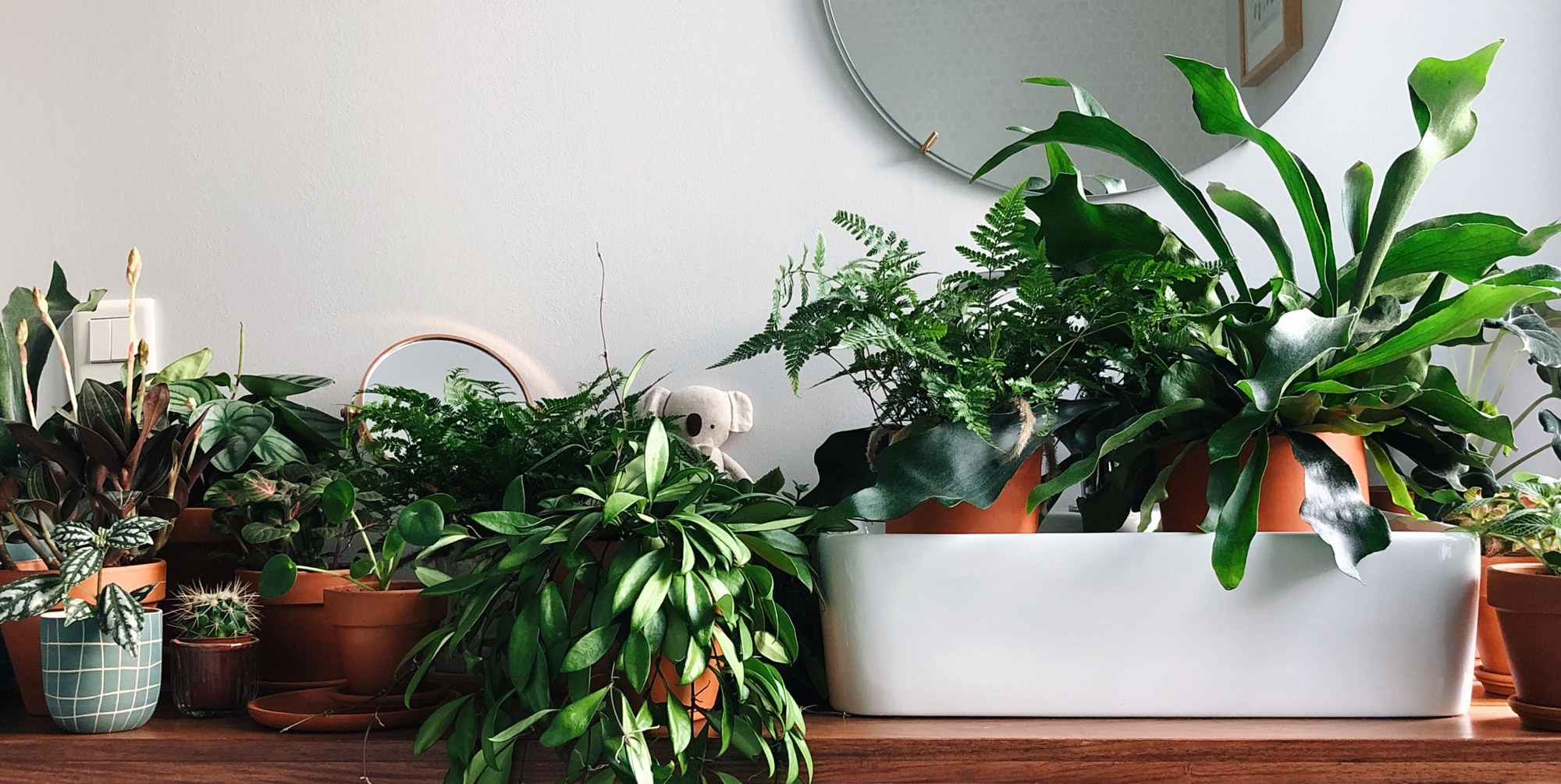 plantes salle de bain