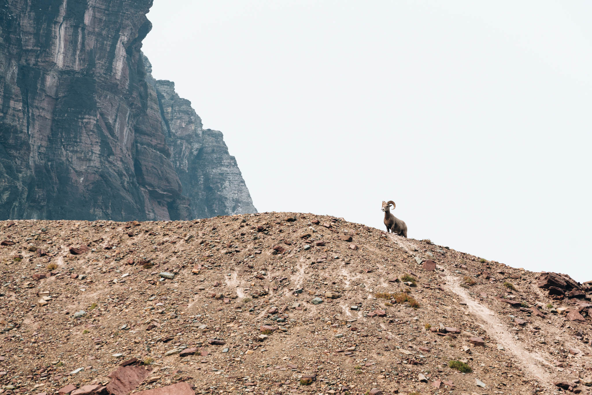 bighorn sheep