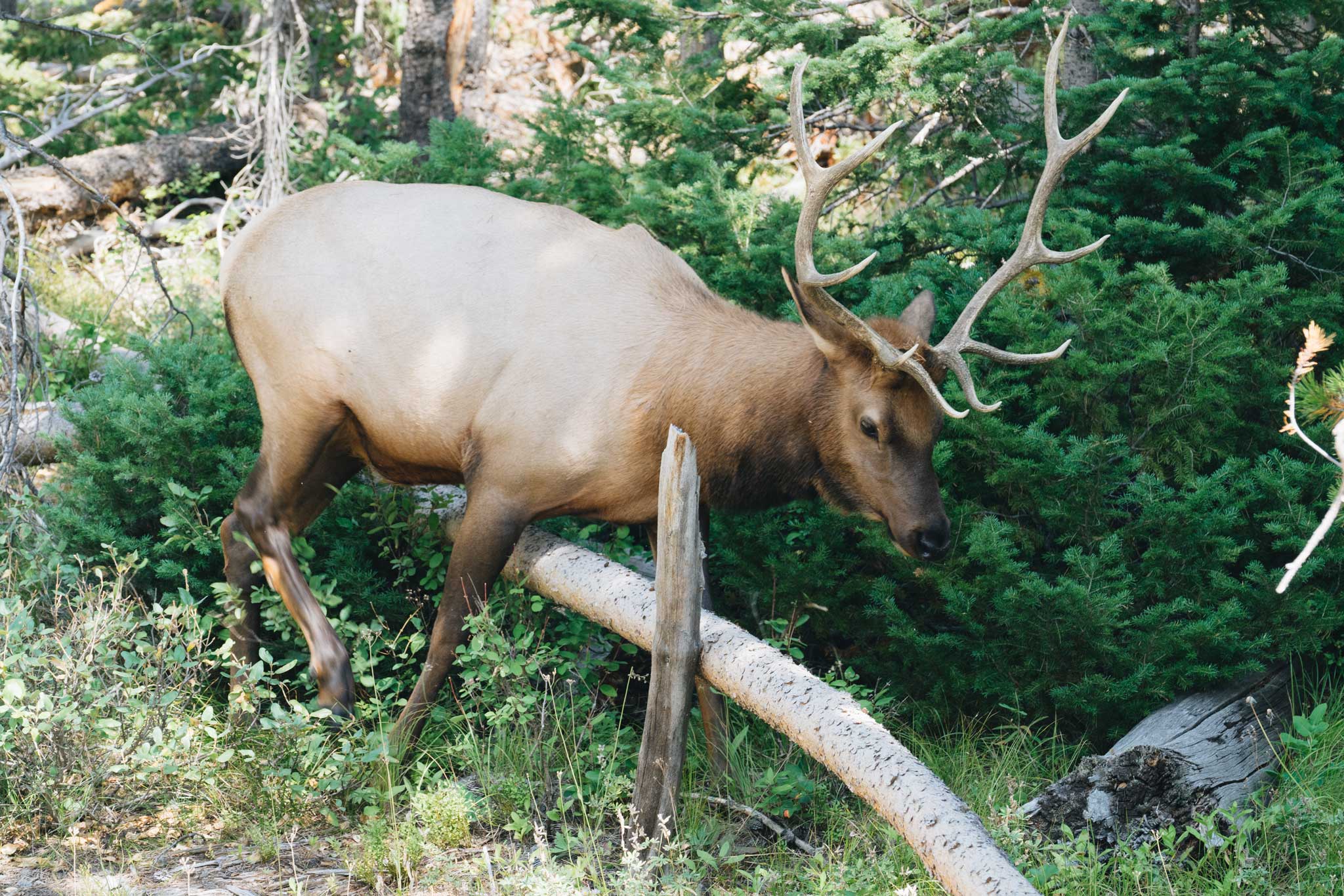 Faune Grand Teton