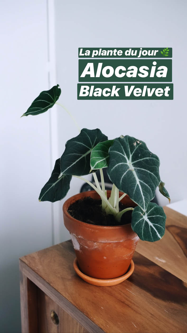 alocasia black velvet