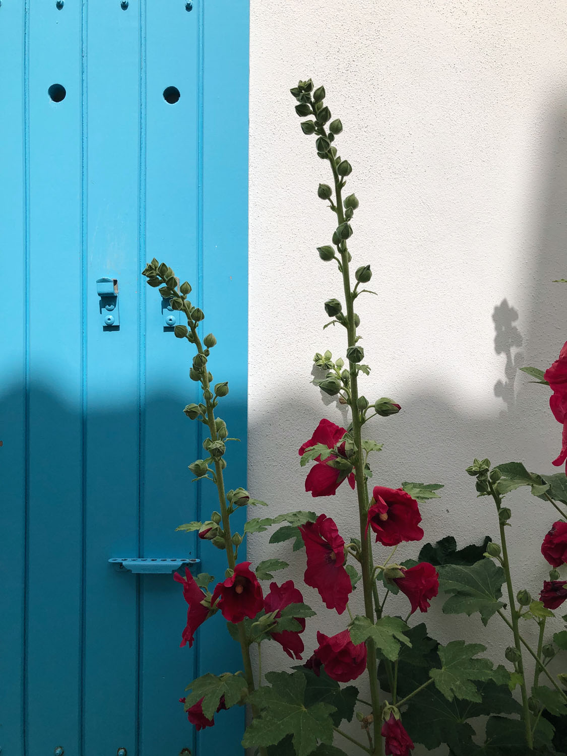 île de ré volet bleu