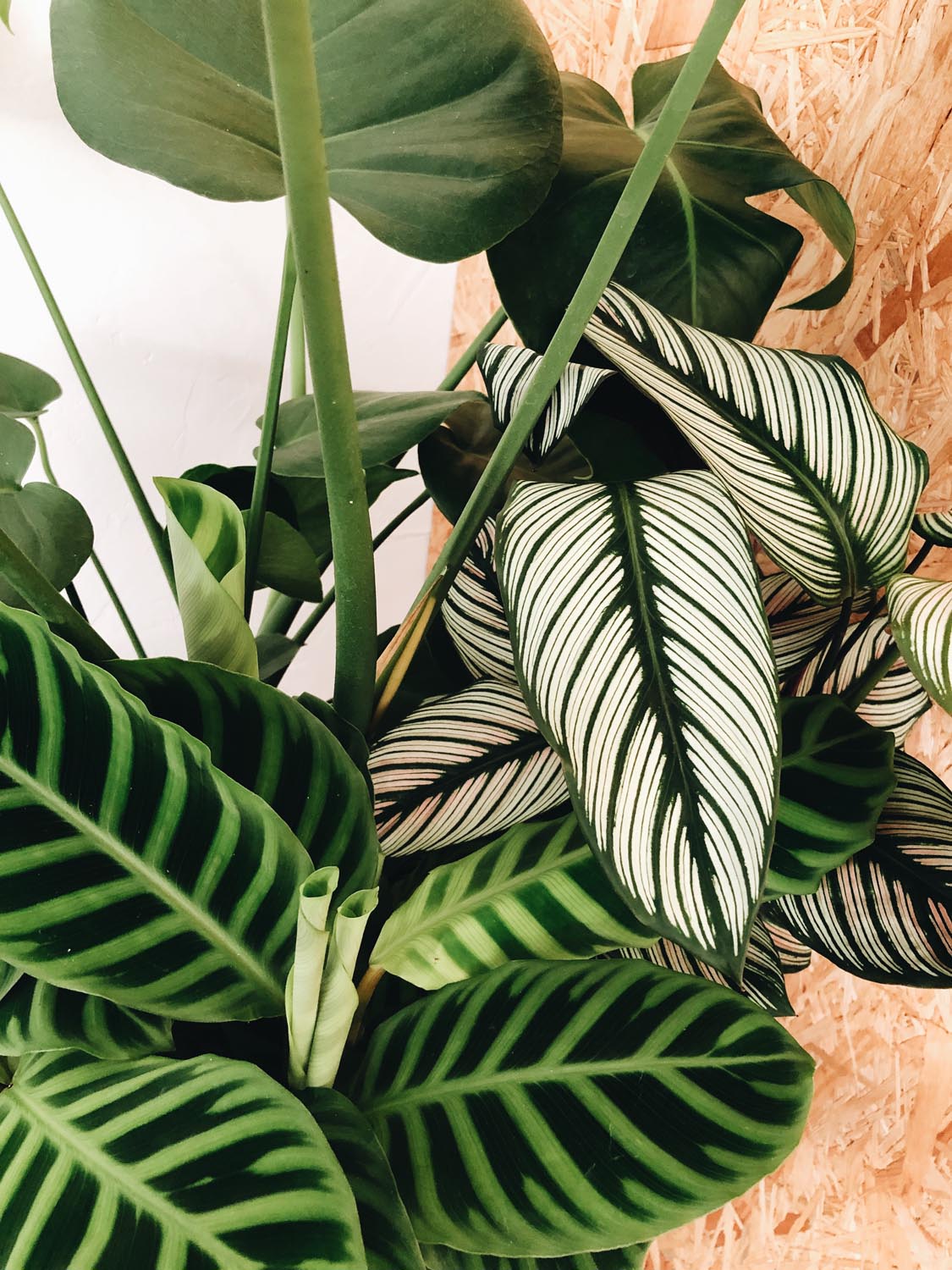 calatheas