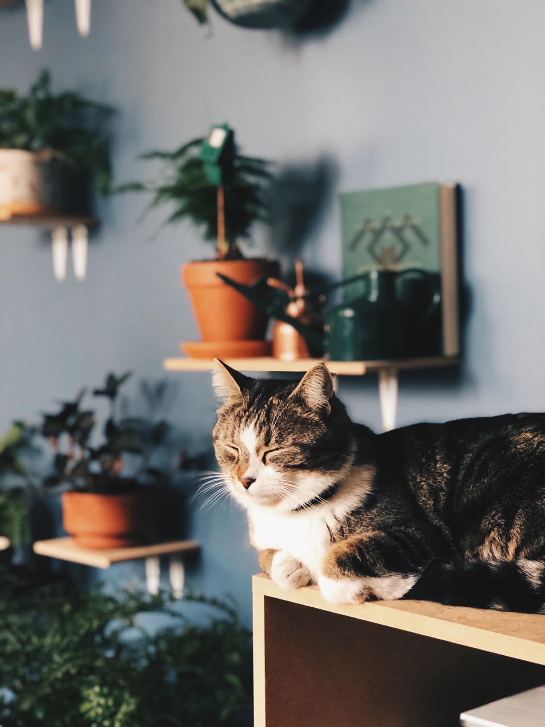 chat et plantes
