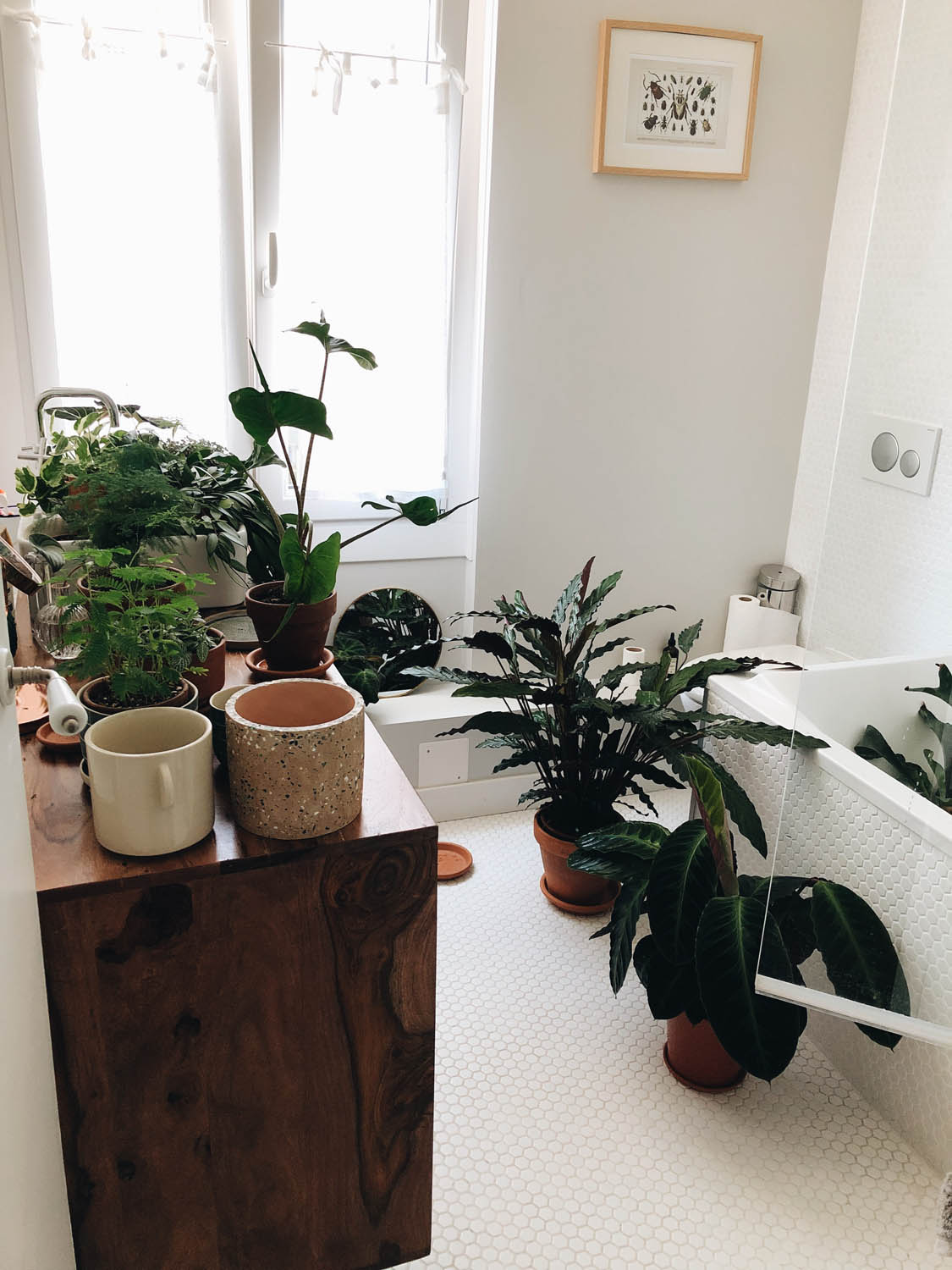 plantes salle de bain