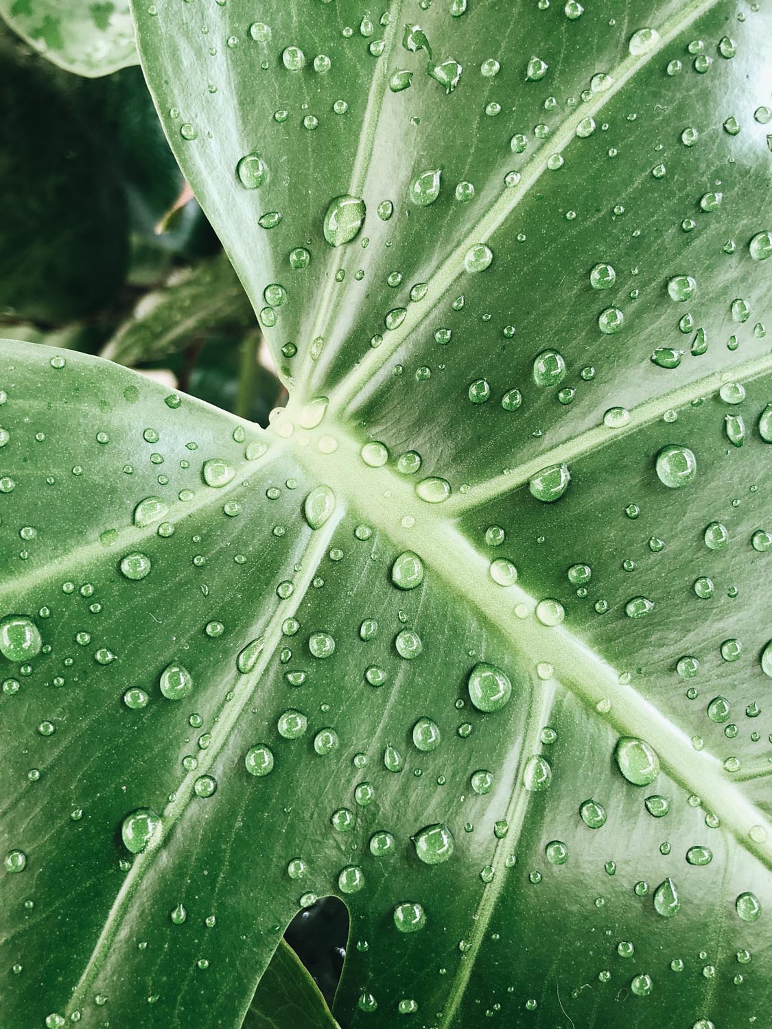 feuille de monstera et gouttes d'eau