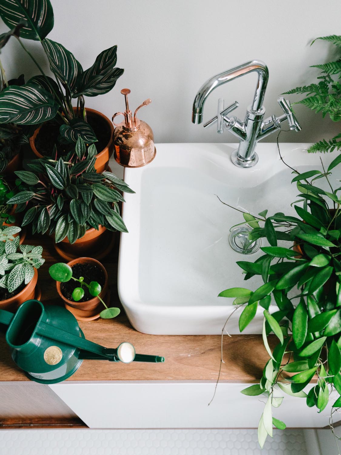 plantes et lavabo