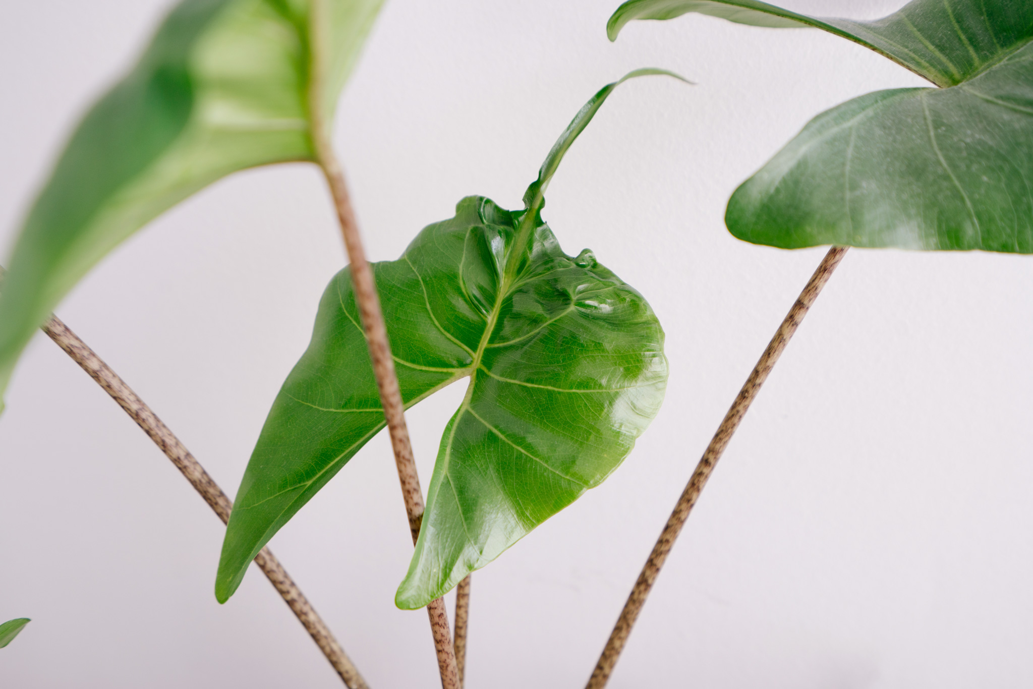 Sauver la Monstera Variegata ( détails en commentaire ) : r/jardin