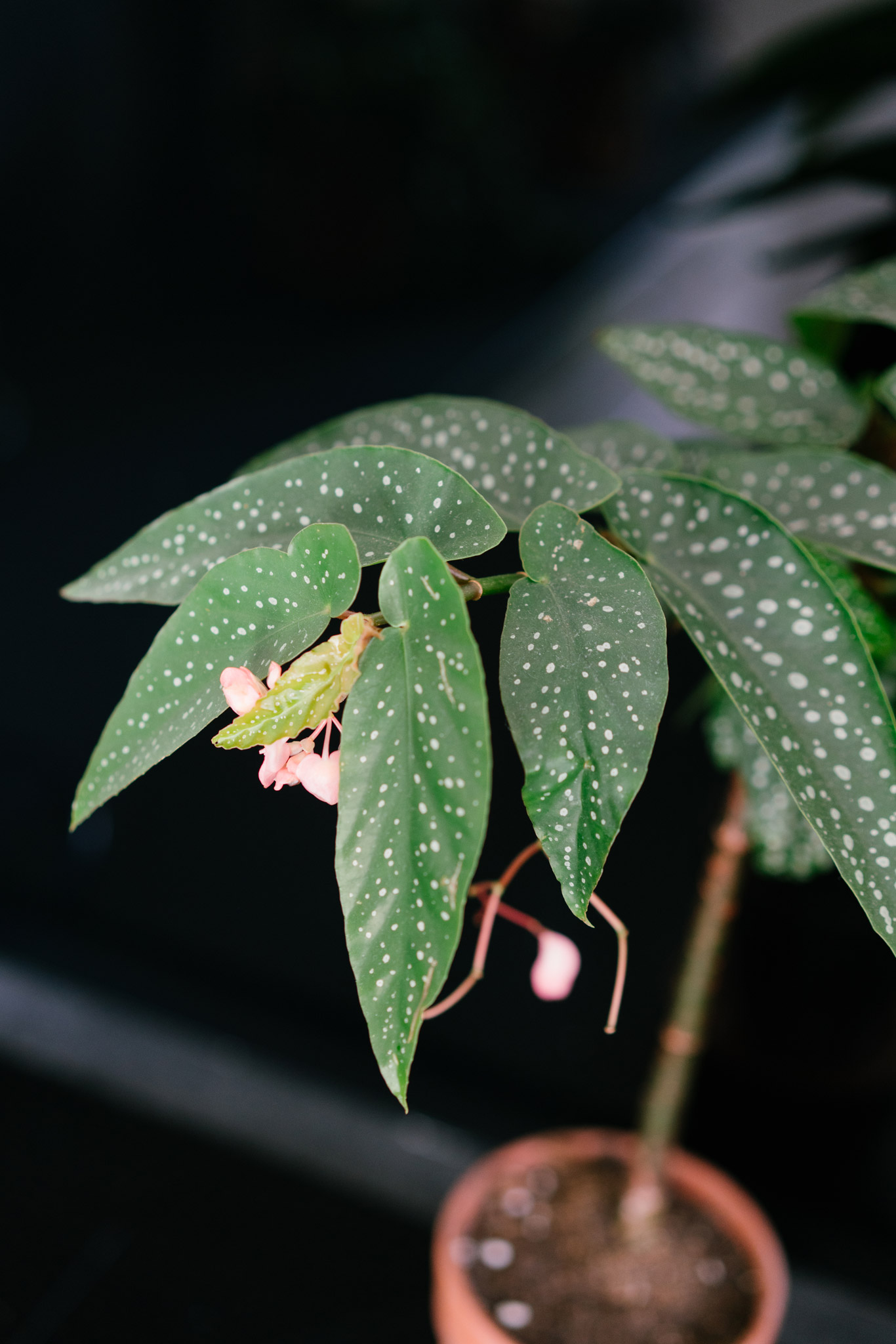 begonia tamaya