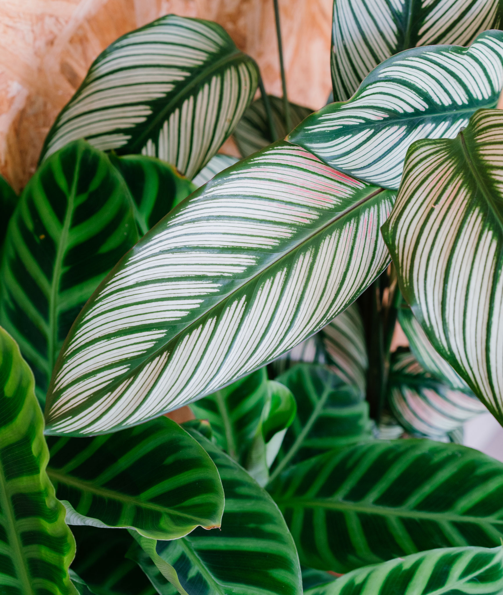 calatheas