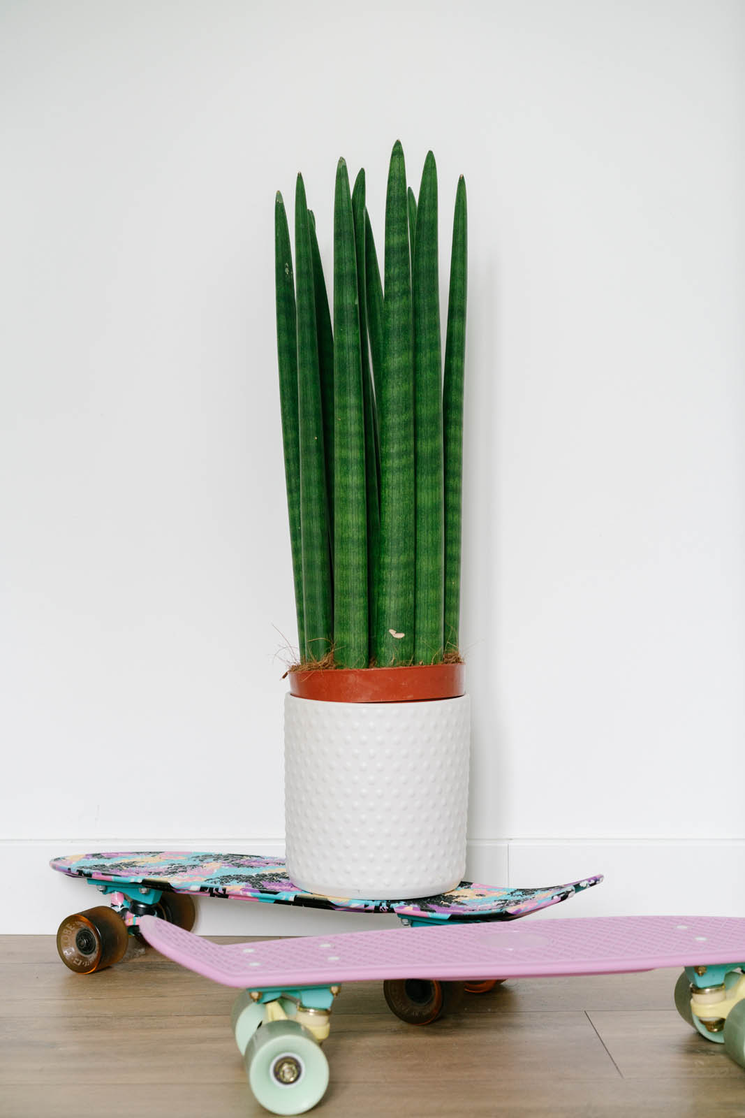 Sansevieria cylindrica