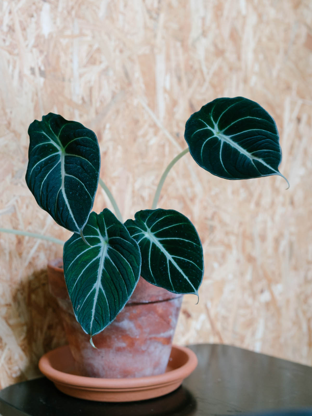 alocasia black velvet