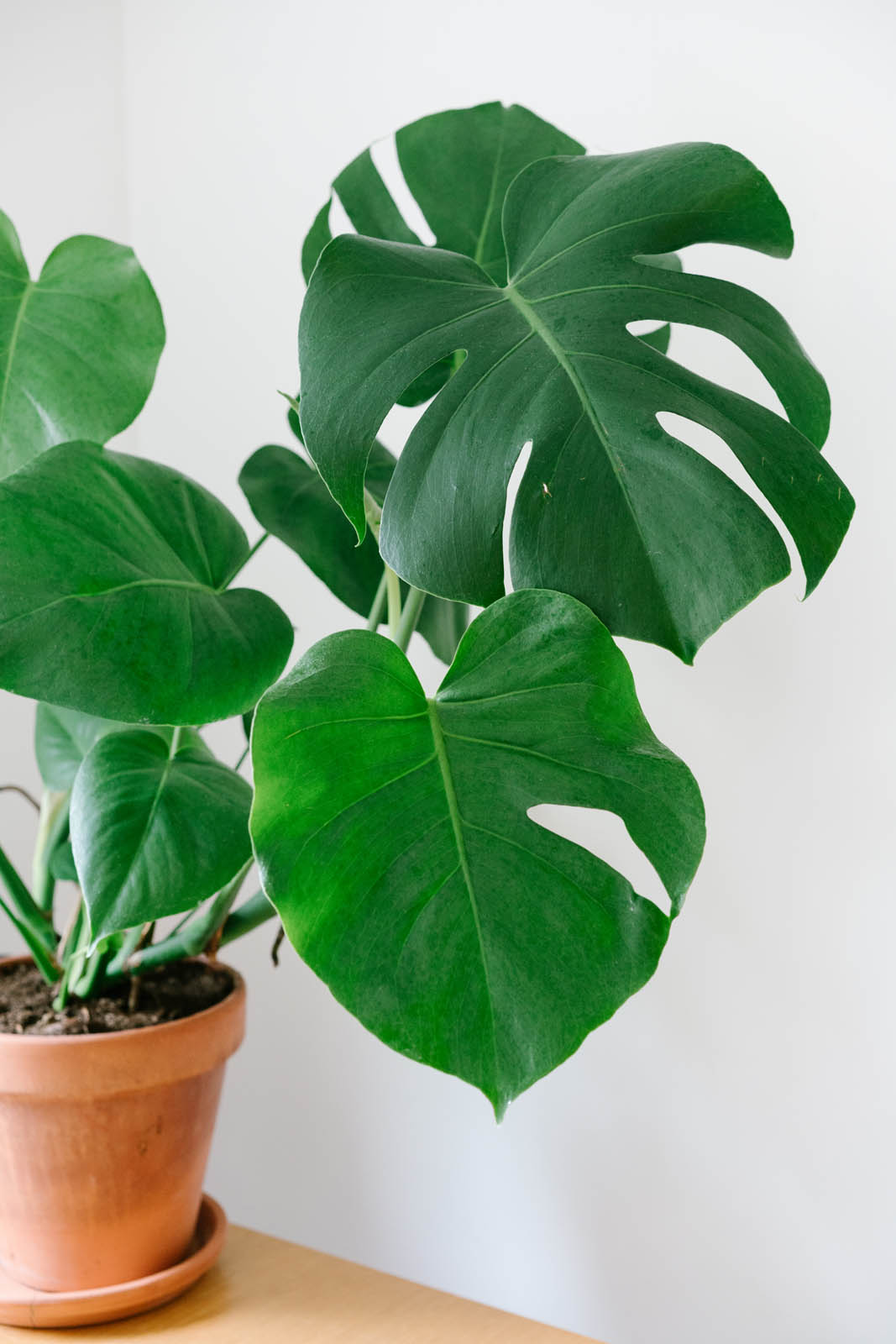 monstera deliciosa