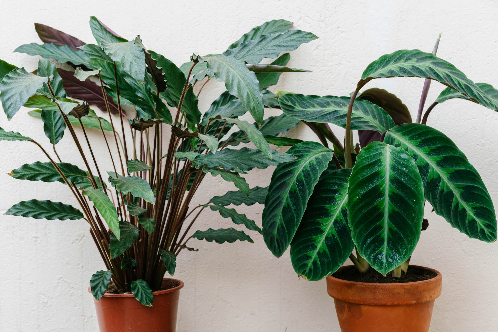 calatheas