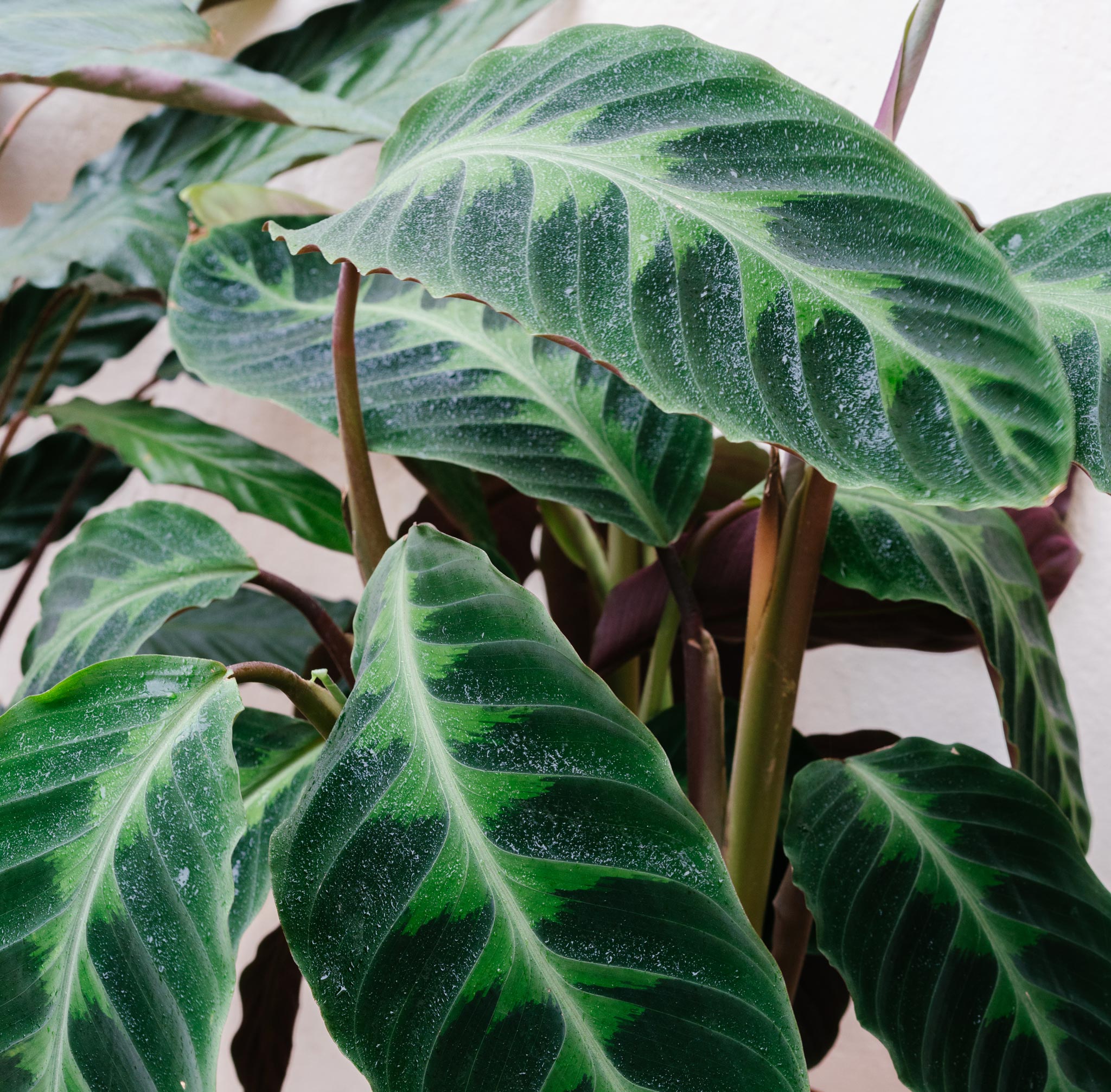 calatheas