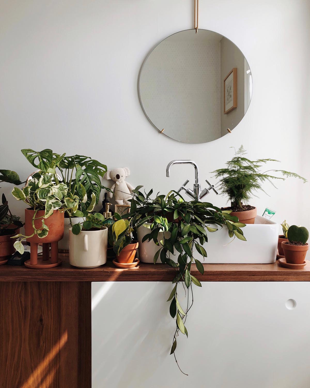 plantes salle de bain