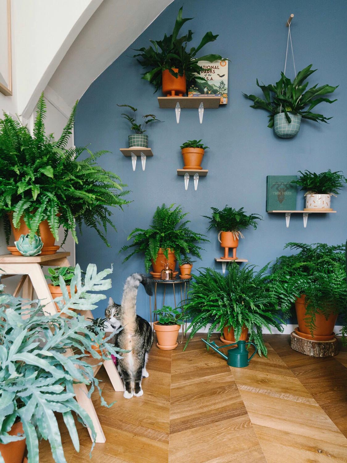 Plante d'intérieur : la liste des 31 plus belles pour votre maison