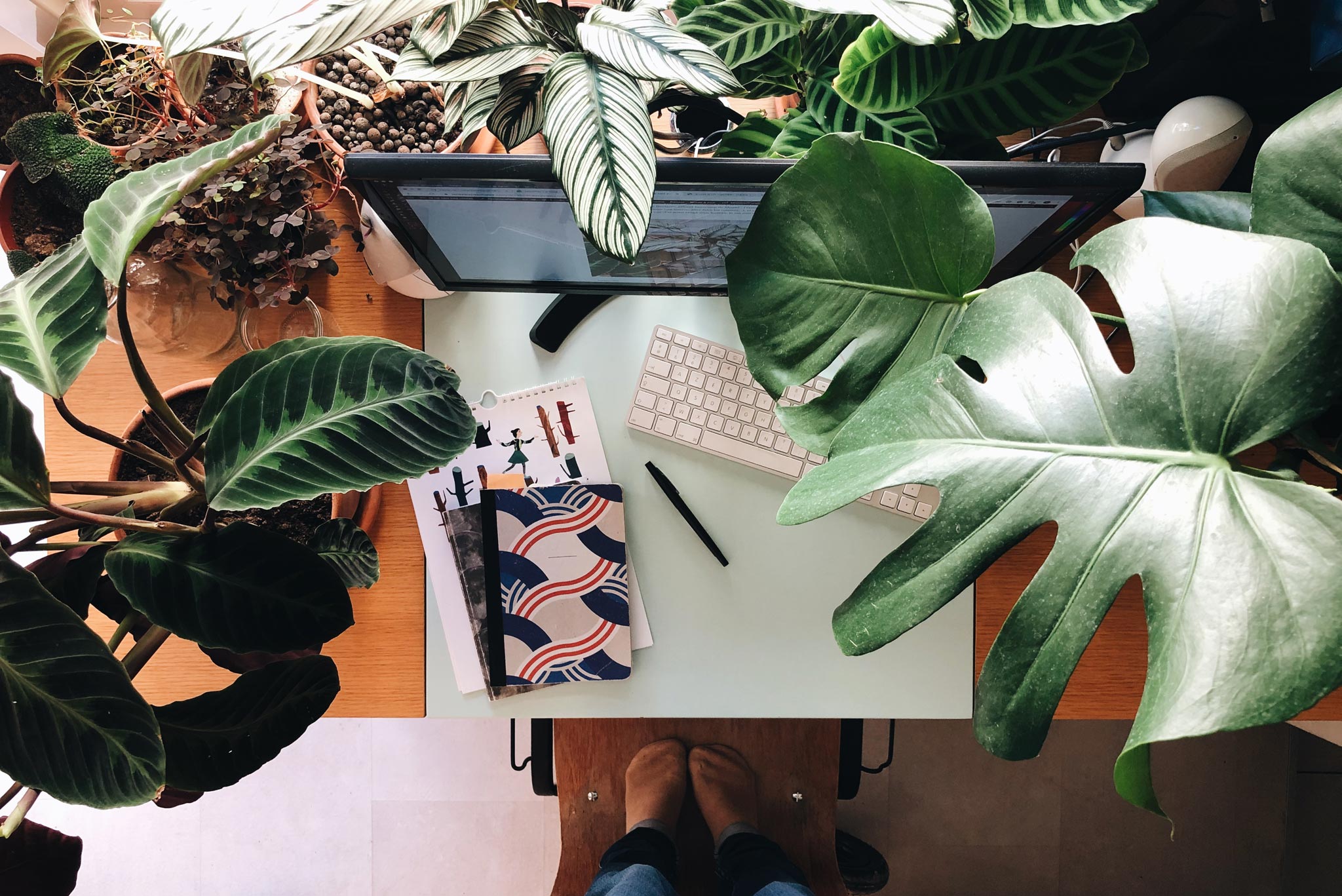 plantes bureau