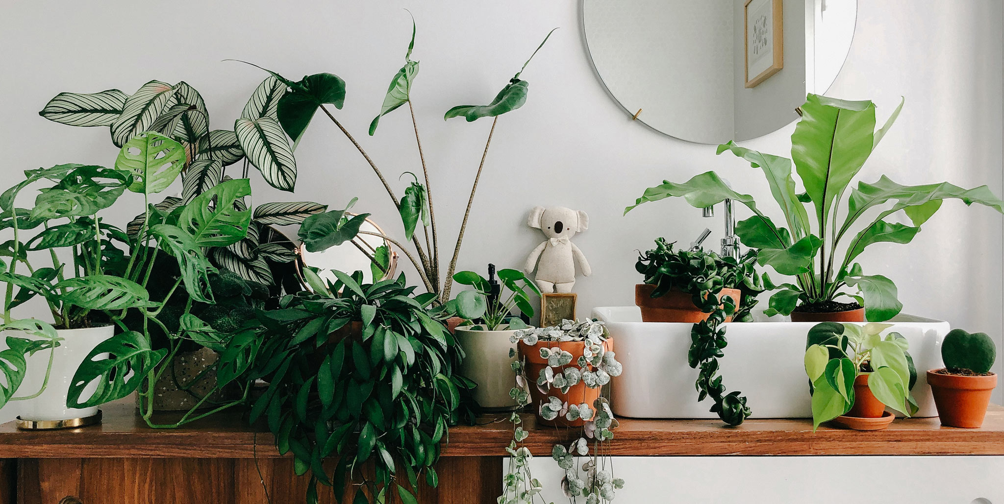 Comment bien rempoter ses plantes d'intérieur