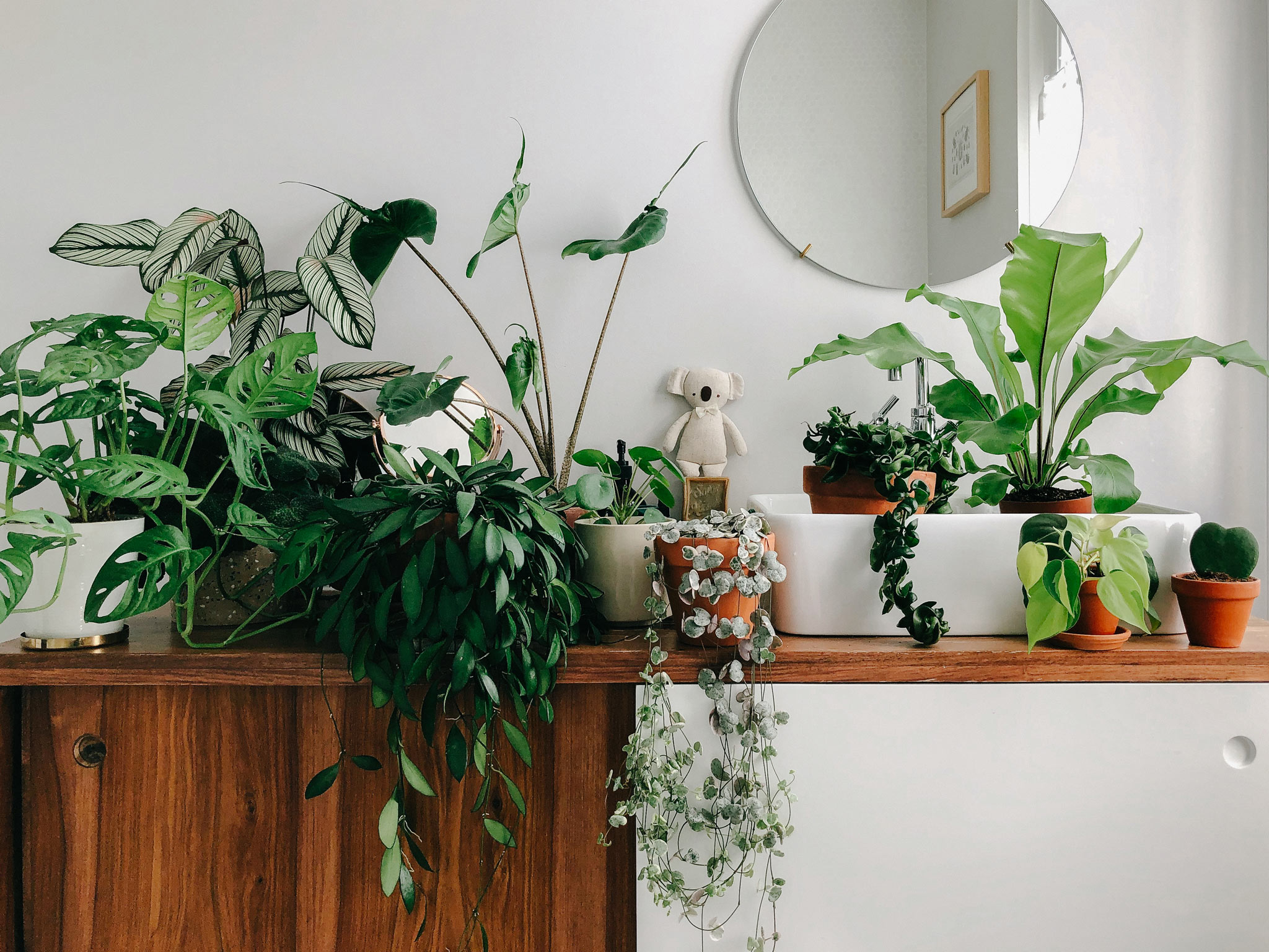 plantes salle de bain