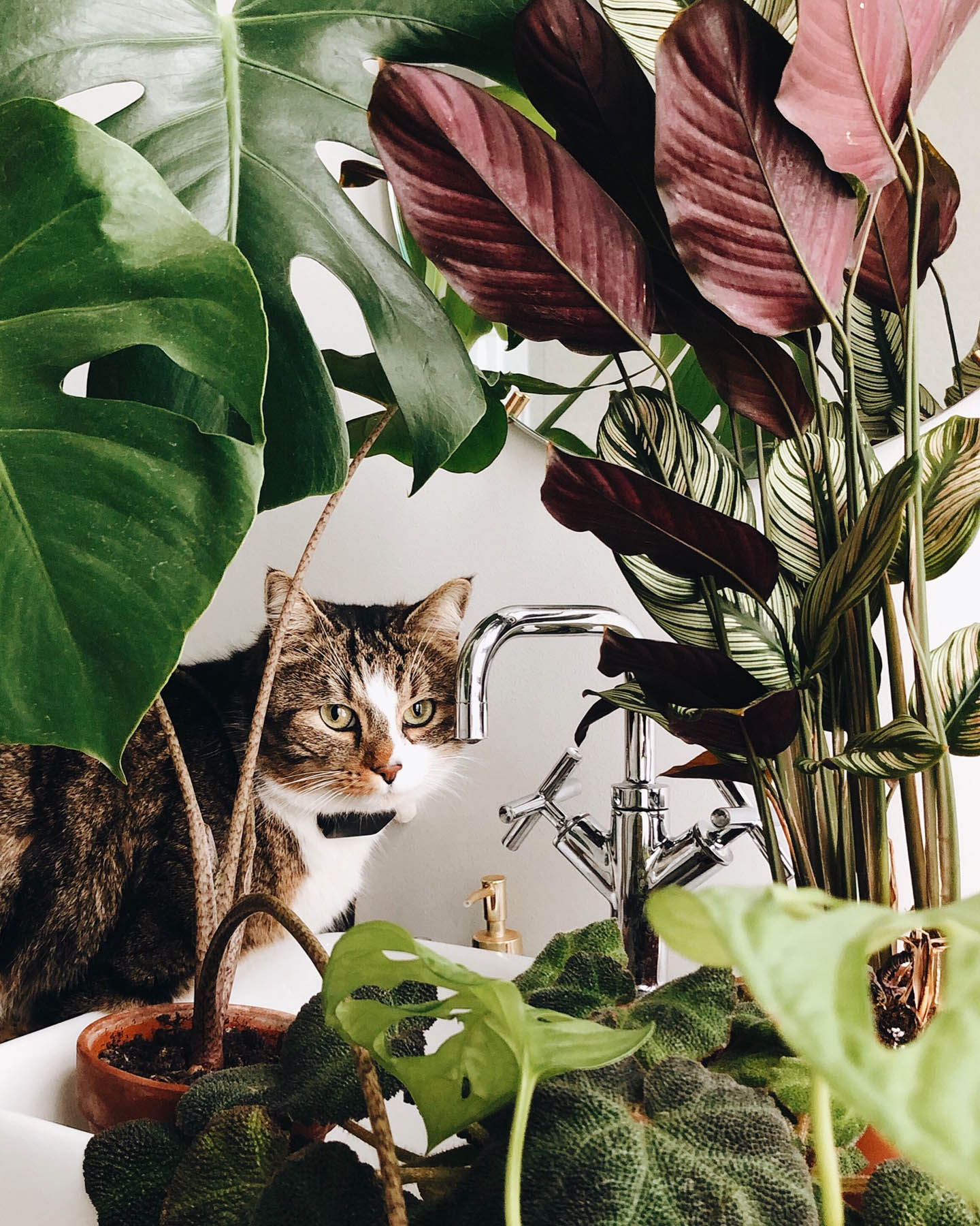 chat et plantes
