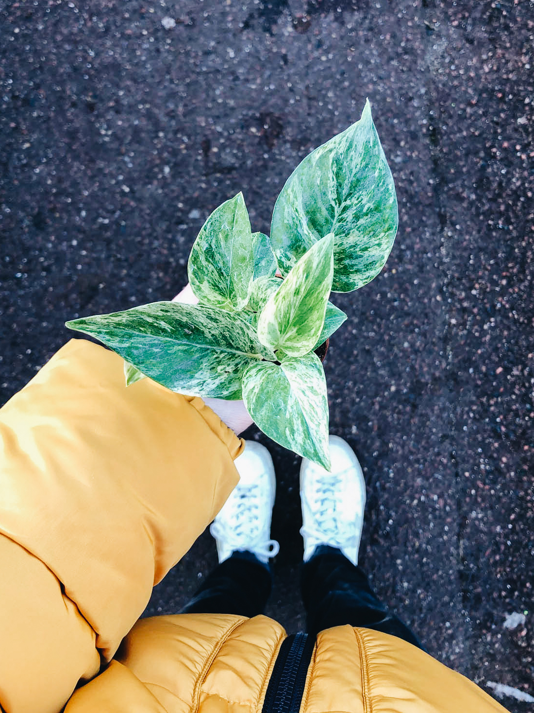 pothos marble quenne