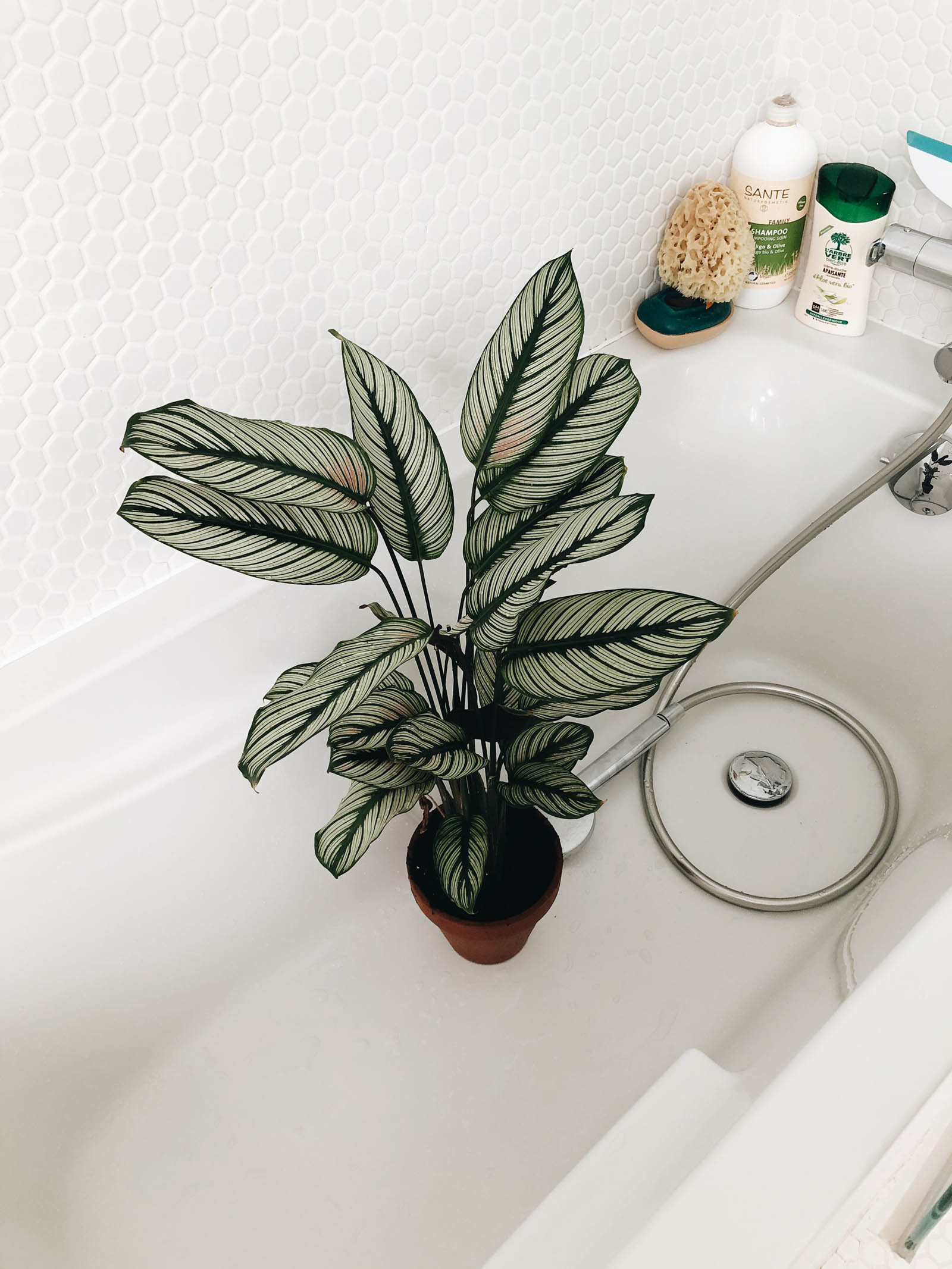 calathea white star douche