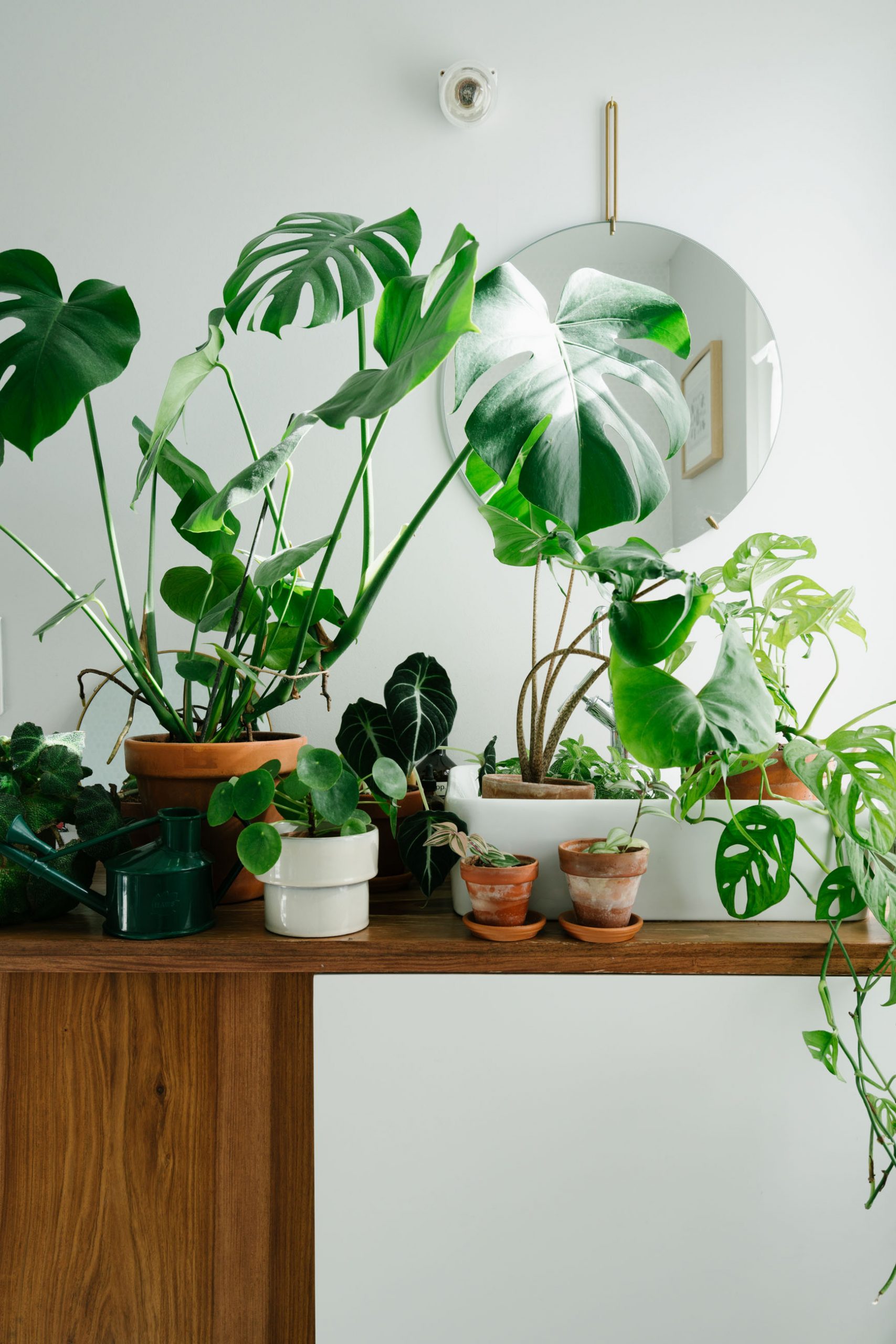 plantes salle de bain