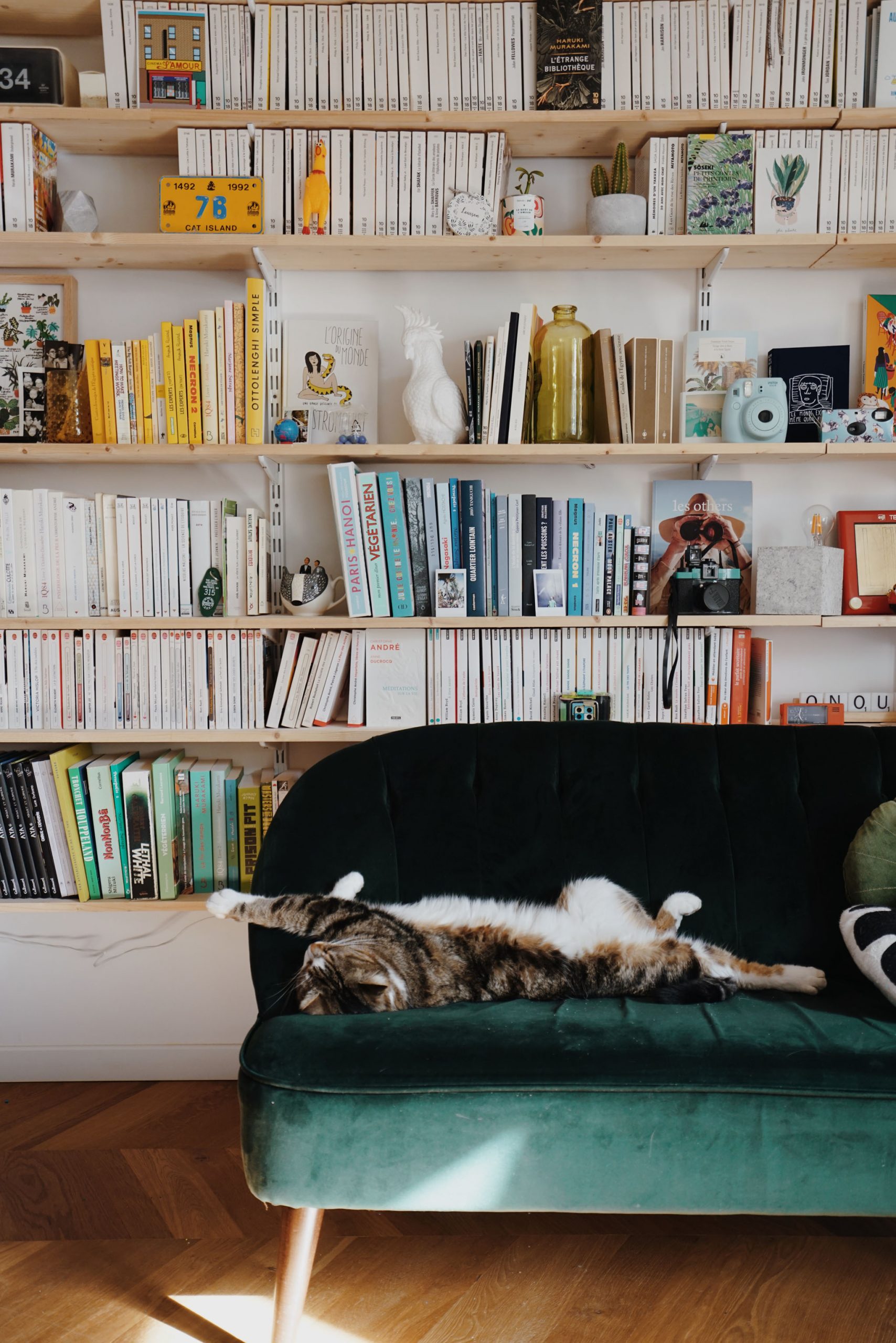 chat bibliothèque