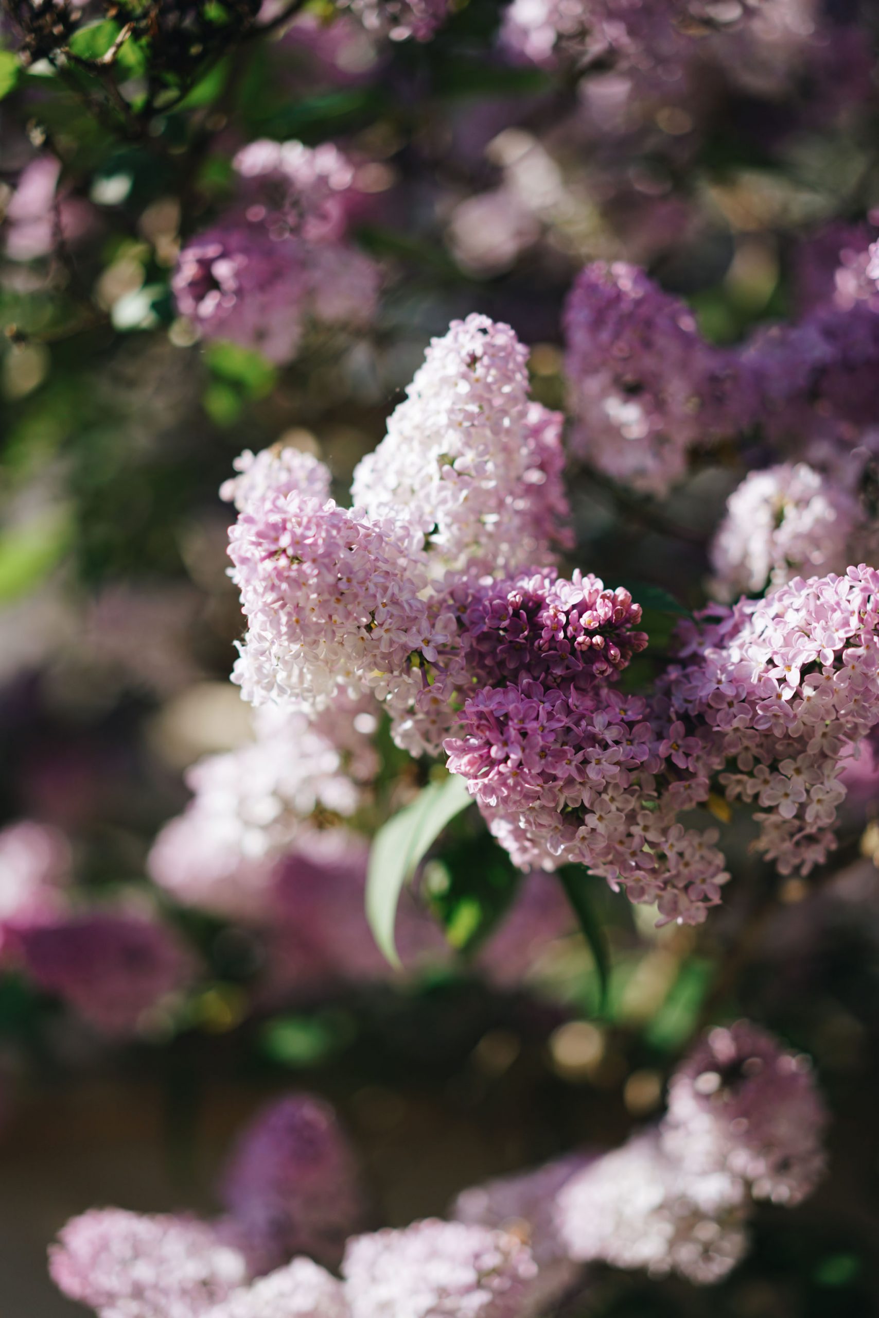 lilas