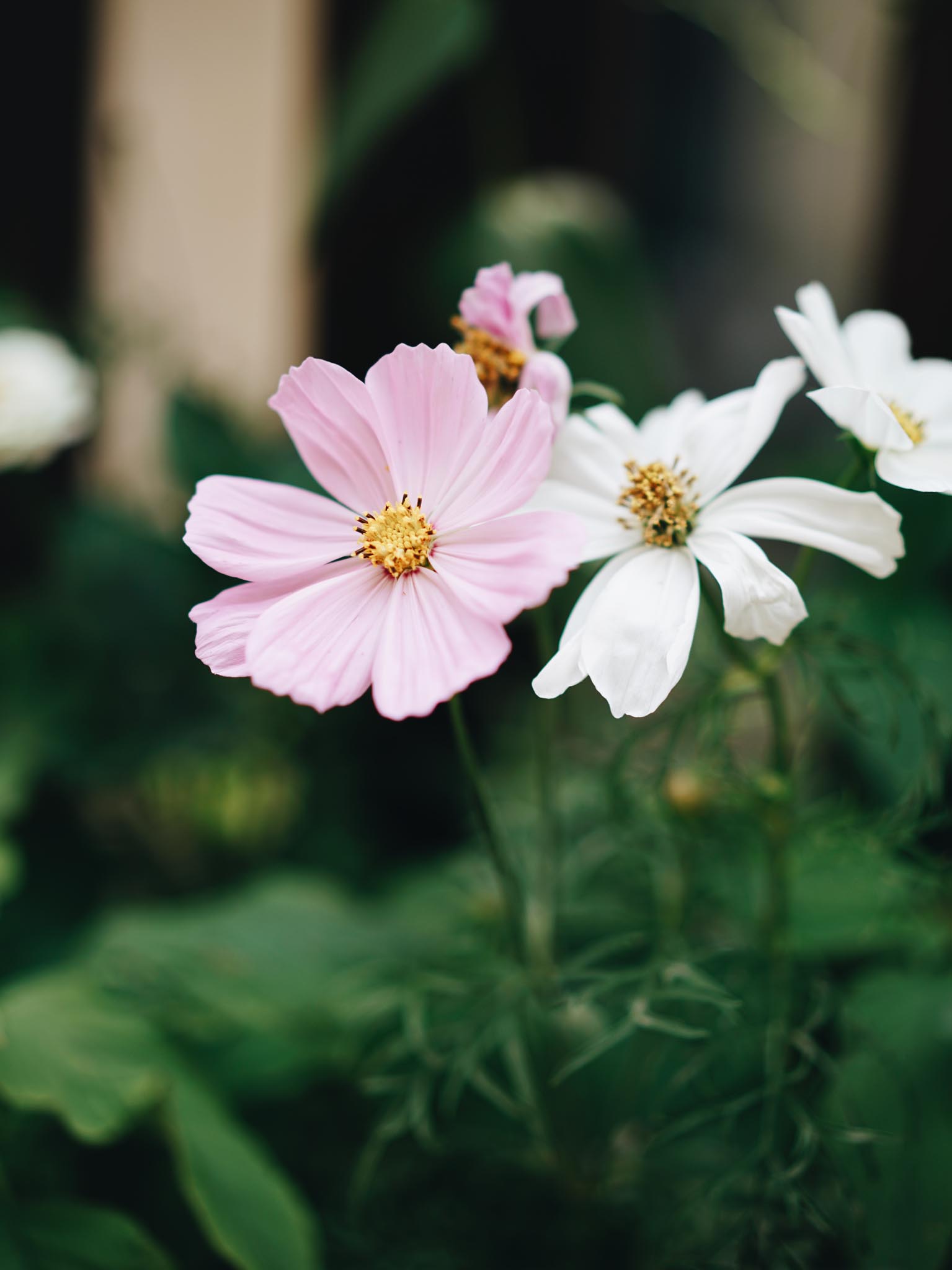 fleurs jardinière