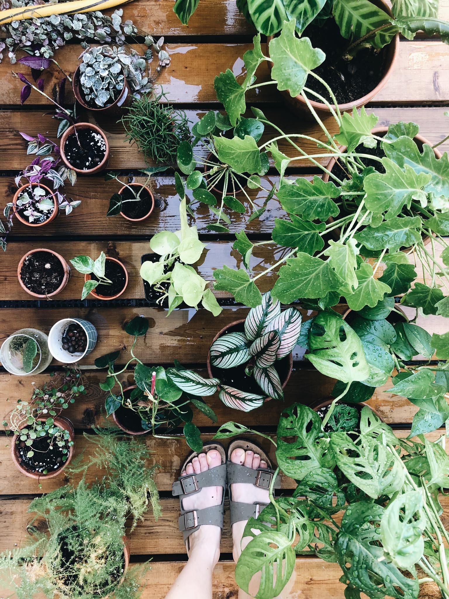 arrosage douche plantes