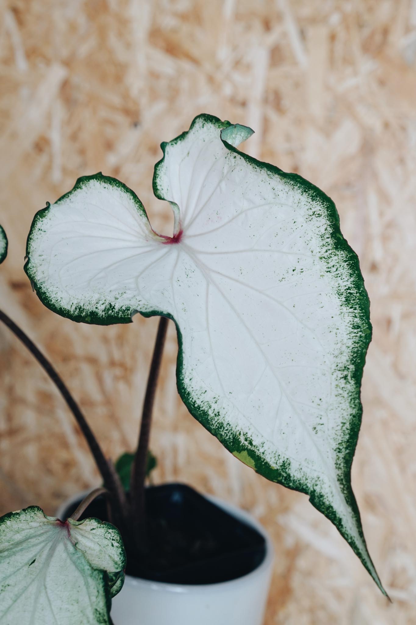 caladium pearl blush