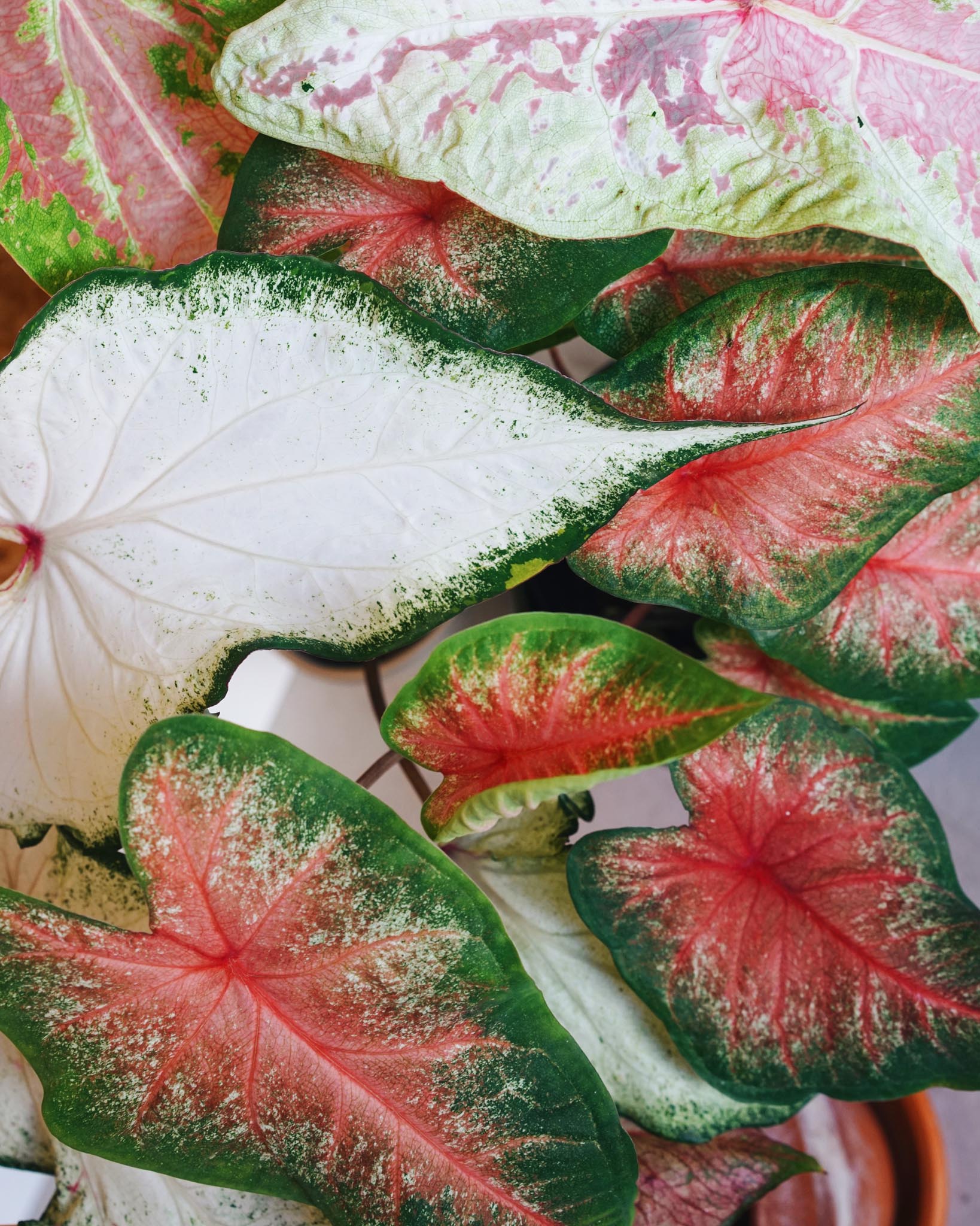 feuilles de caladium