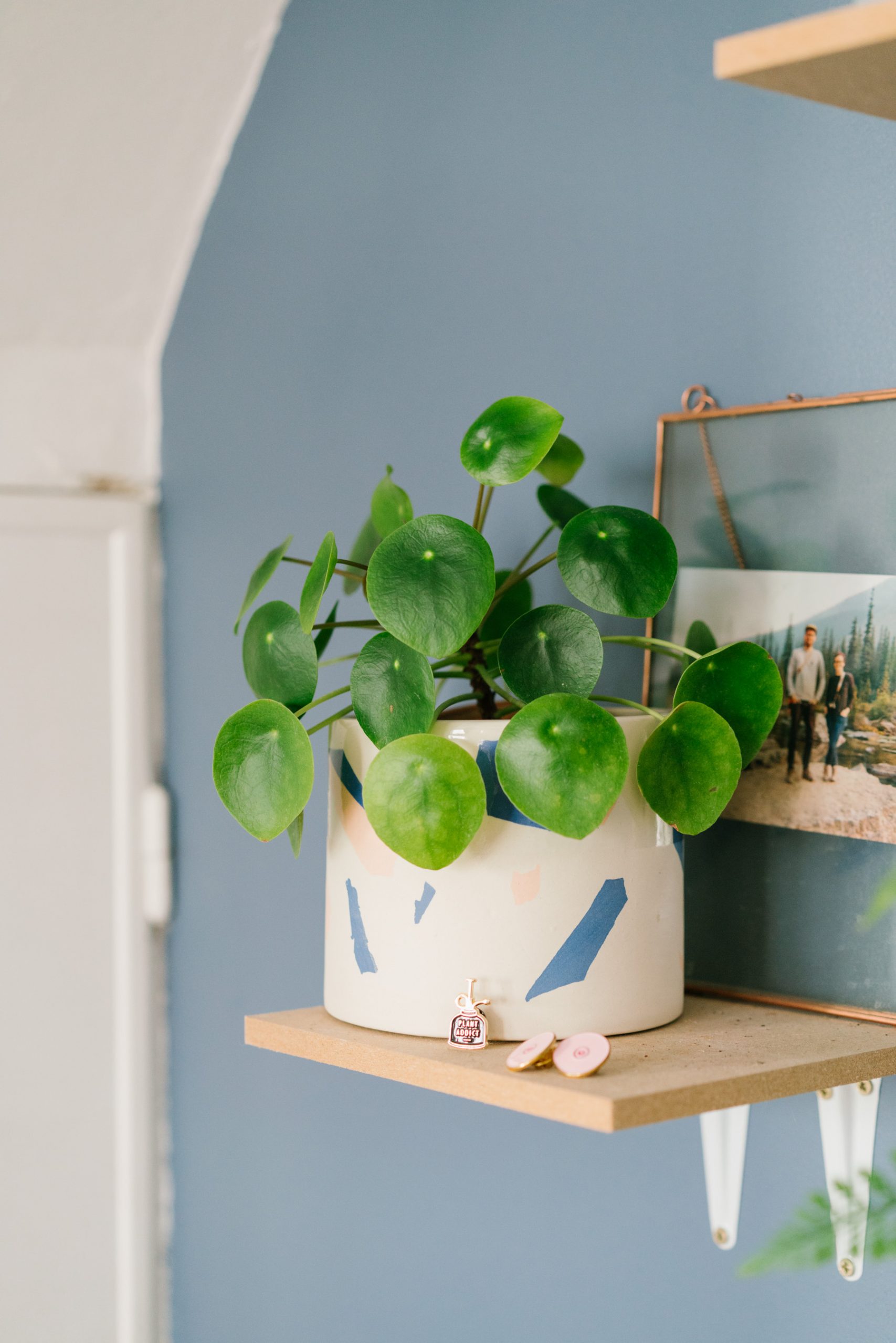 Pilea peperomioides