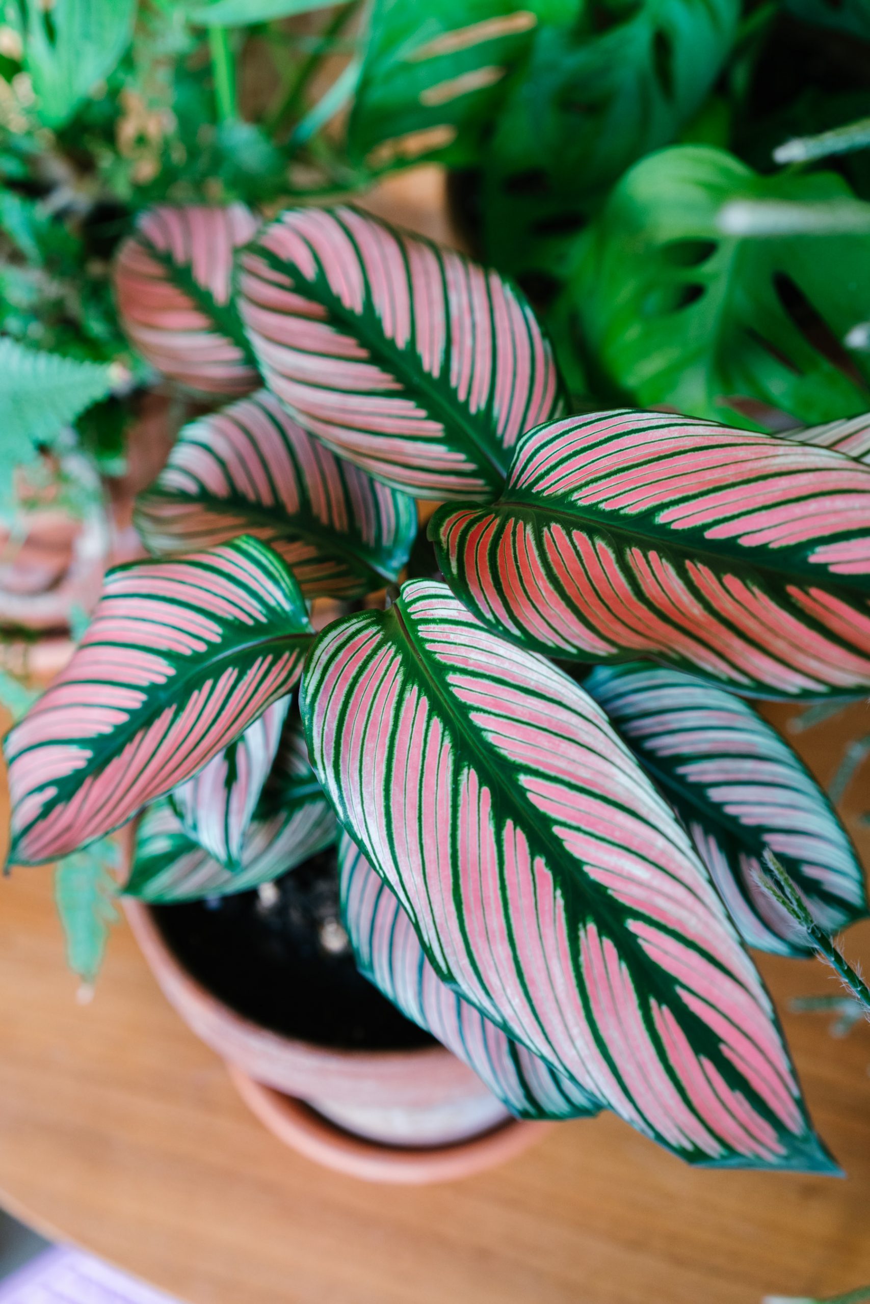 calathea white star