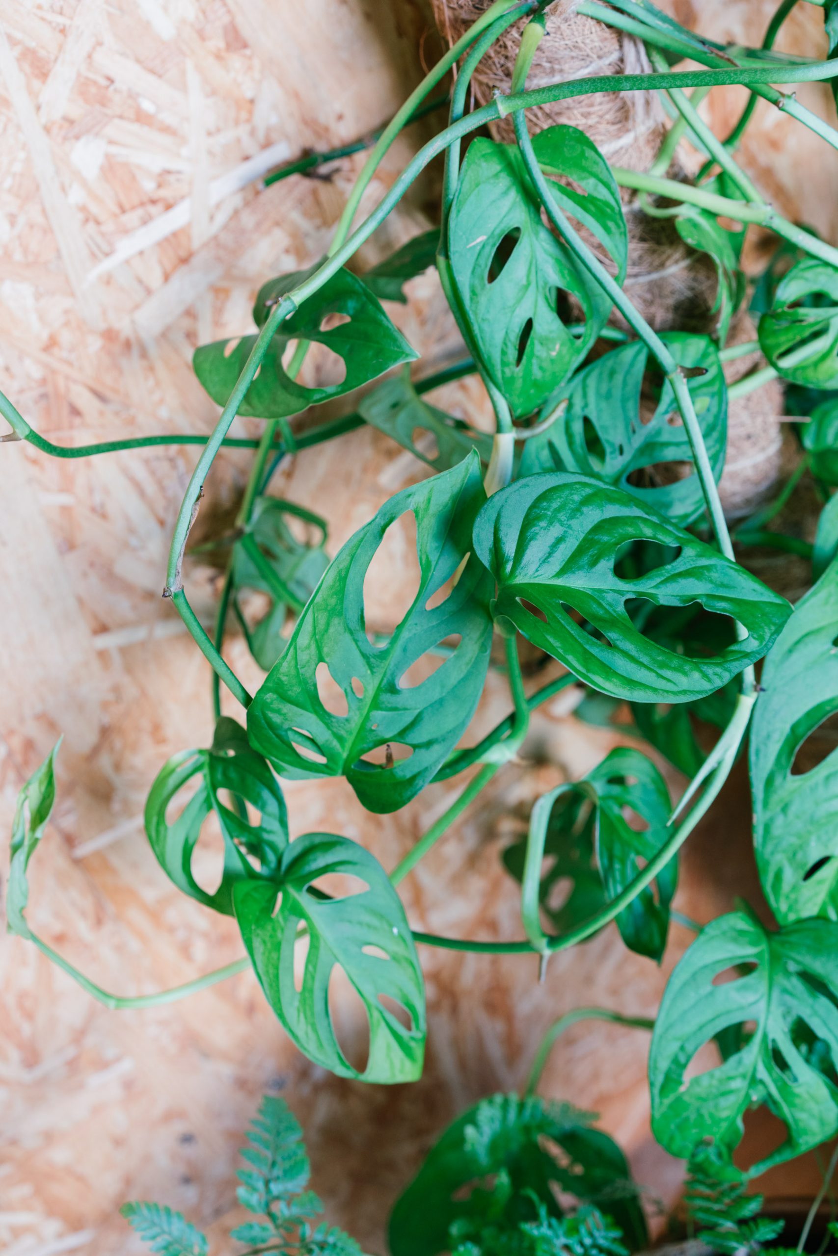 Monstera Adansonii