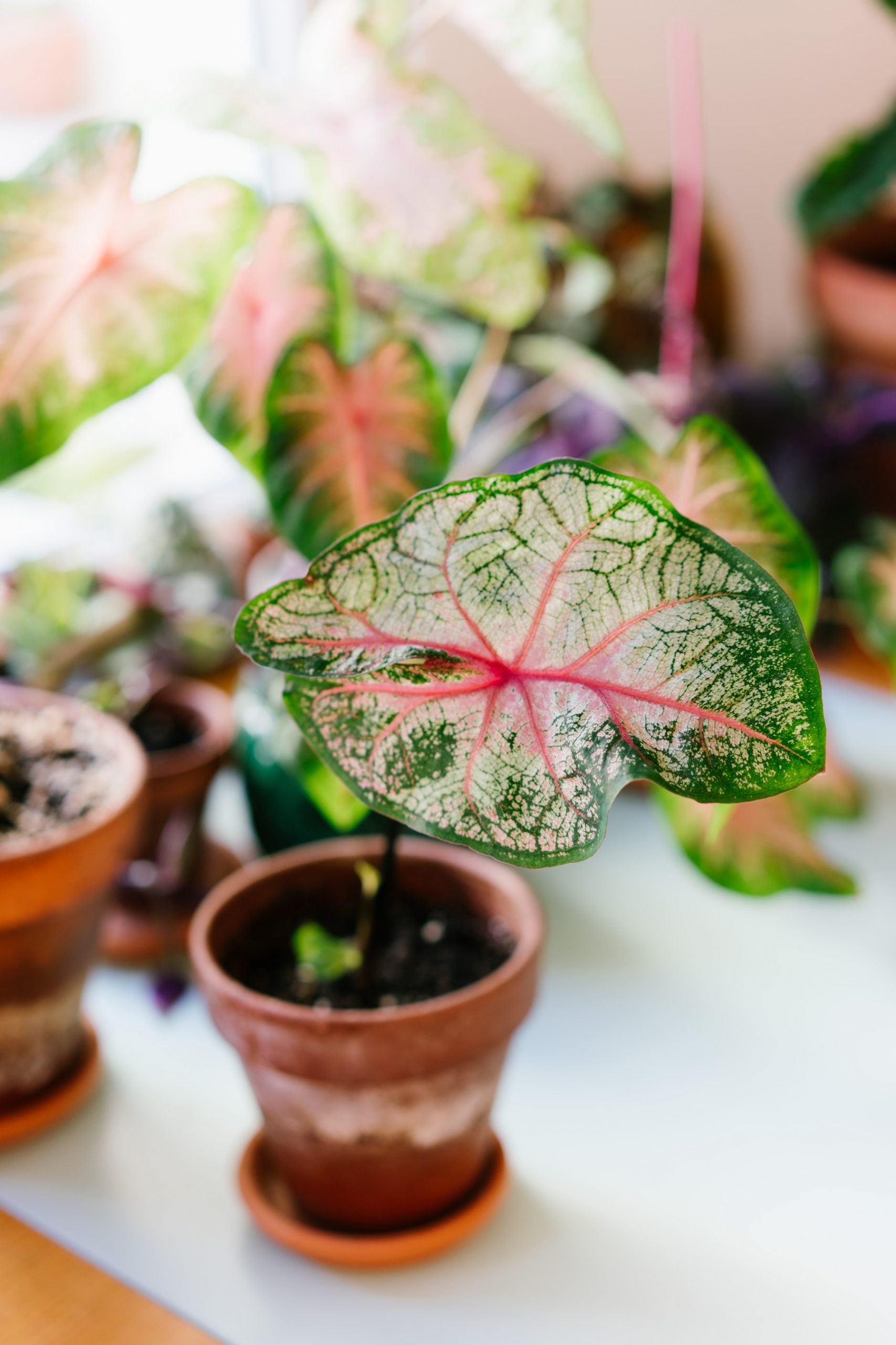 caladium fanny munson