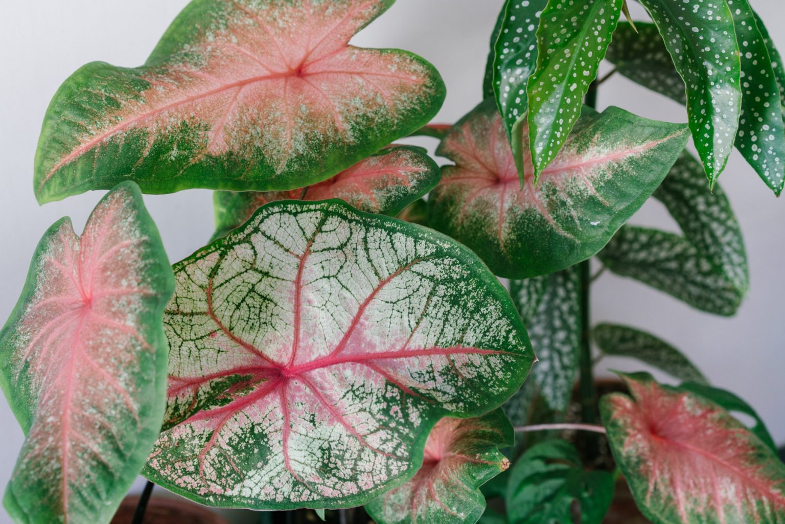 caladiums